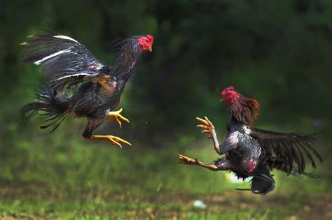 fighting cocks images|21 Best Fighting Rooster and Gamefowl Breeds.